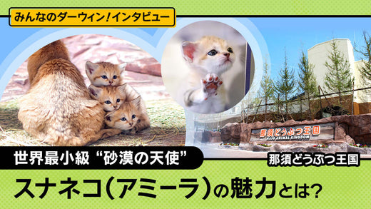 猫ちゃんのオーケストラ コンプリートセット（猫10匹と台座 ） ネコの