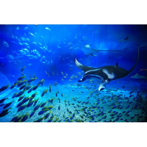 An Aquarium -水族館 - 沖縄美ら海水族館 ブルーレイ