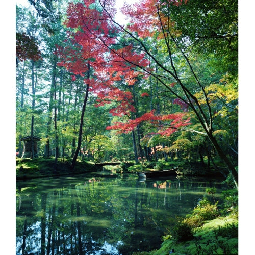 奇跡の庭 京都・苔寺 ブルーレイ