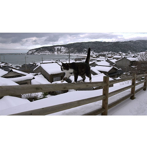 岩合光昭の世界ネコ歩き 能登 ブルーレイ