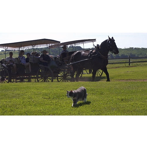 岩合光昭の世界ネコ歩き プリンスエドワード島 ブルーレイ