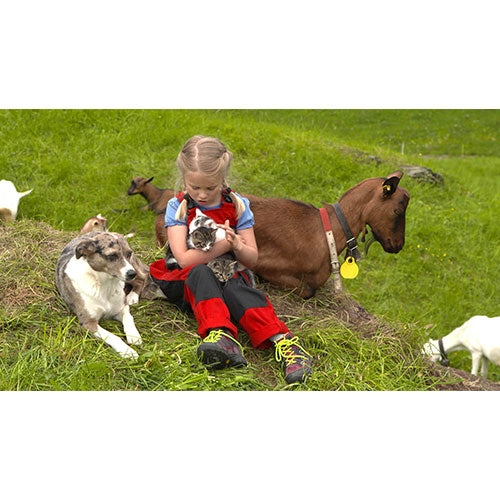 岩合光昭の世界ネコ歩き スイス DVD