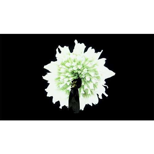 植物に学ぶ生存戦略 話す人・山田孝之 ディレクターズカット版 DVD 全2枚