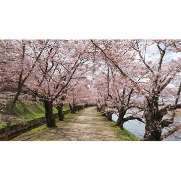 静かに咲く 弘前公園の名桜 DVD