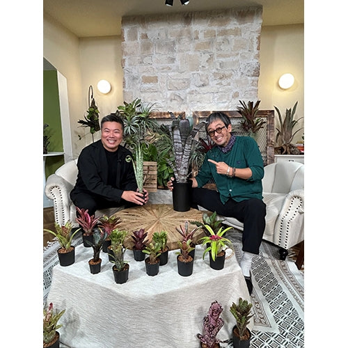 趣味の園芸 これ、かっこイイぜ!vol.2 滝藤賢一が驚いた! 熱帯植物の仕立て方 DVD