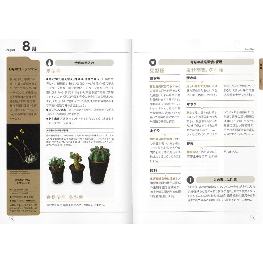 NHK趣味の園芸 12か月栽培ナビNEO 多肉植物 コーデックス