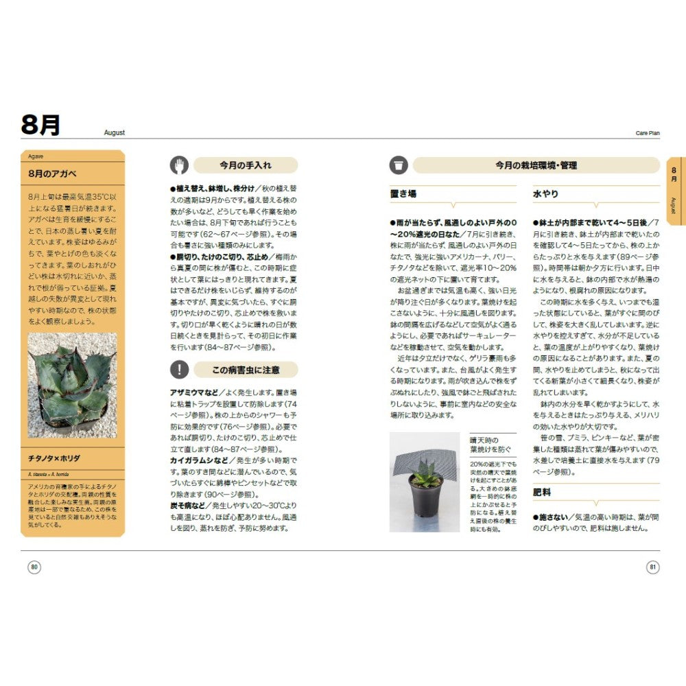 NHK趣味の園芸 12か月栽培ナビNEO 多肉植物 アガベ