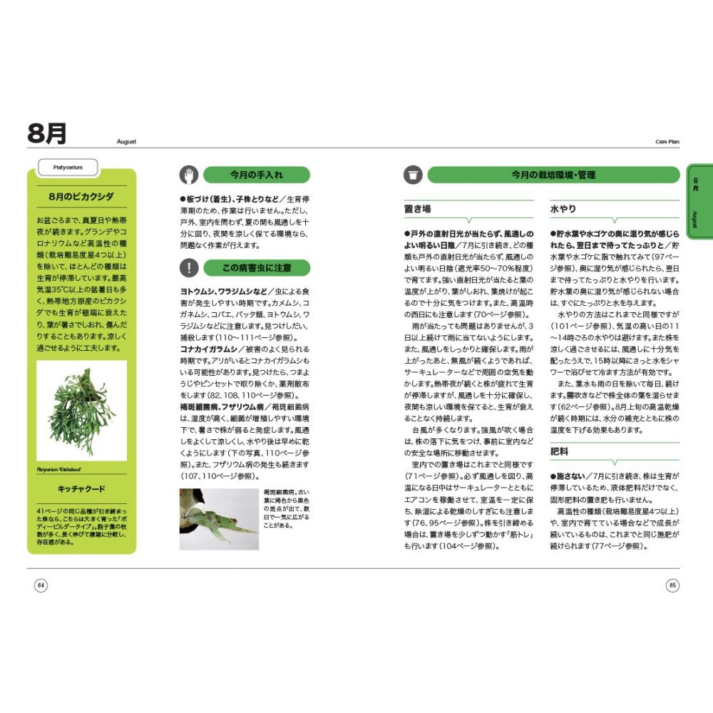 NHK趣味の園芸 12か月栽培ナビNEO ビカクシダ