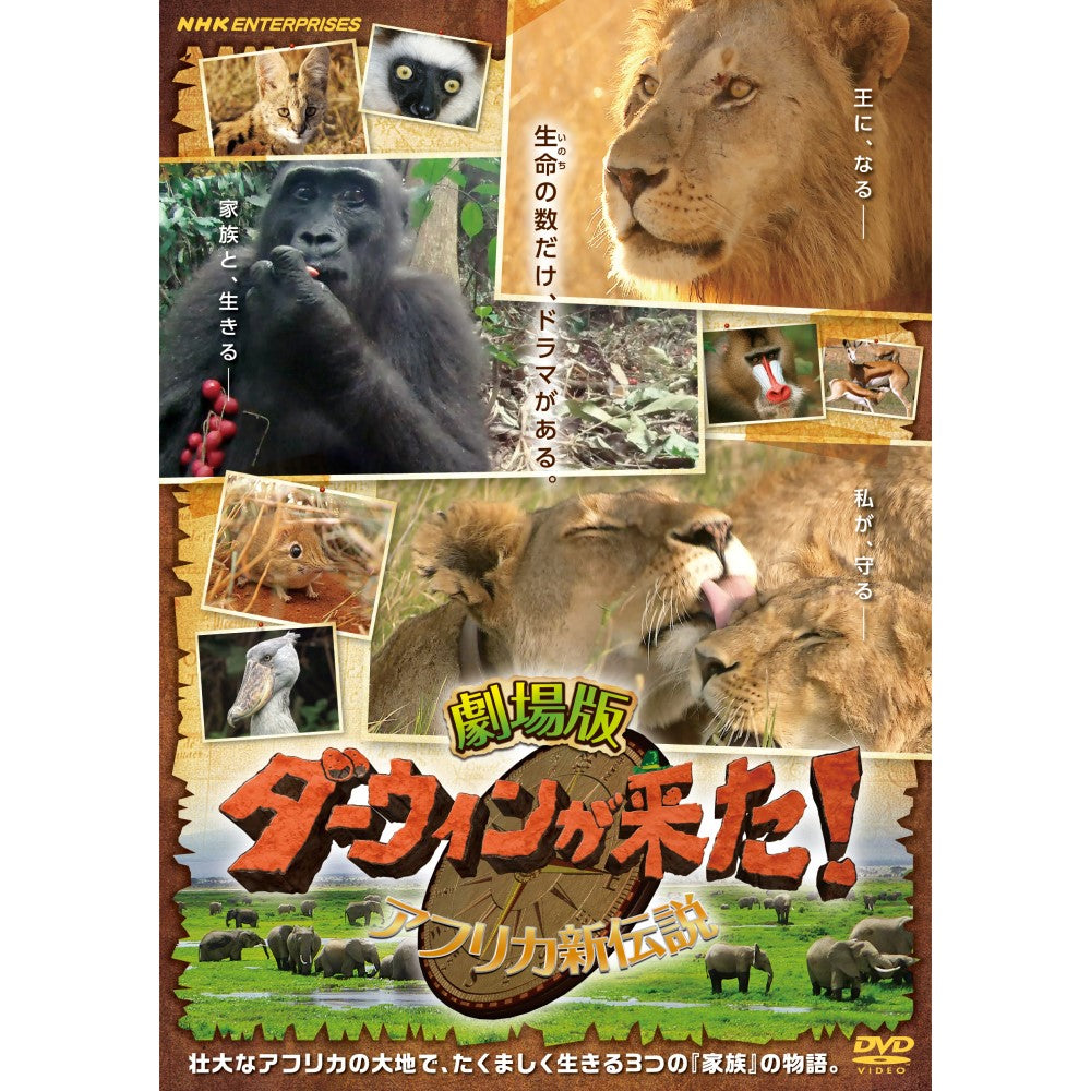 【DVD】劇場版 ダーウィンが来た! アフリカ新伝説