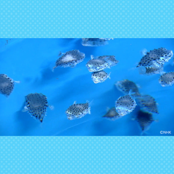 【オンデマンド配信】「ギョギョッとサカナ★スター選手権」vol.1 さかなクンが選ぶ「かわいい魚」ベスト3