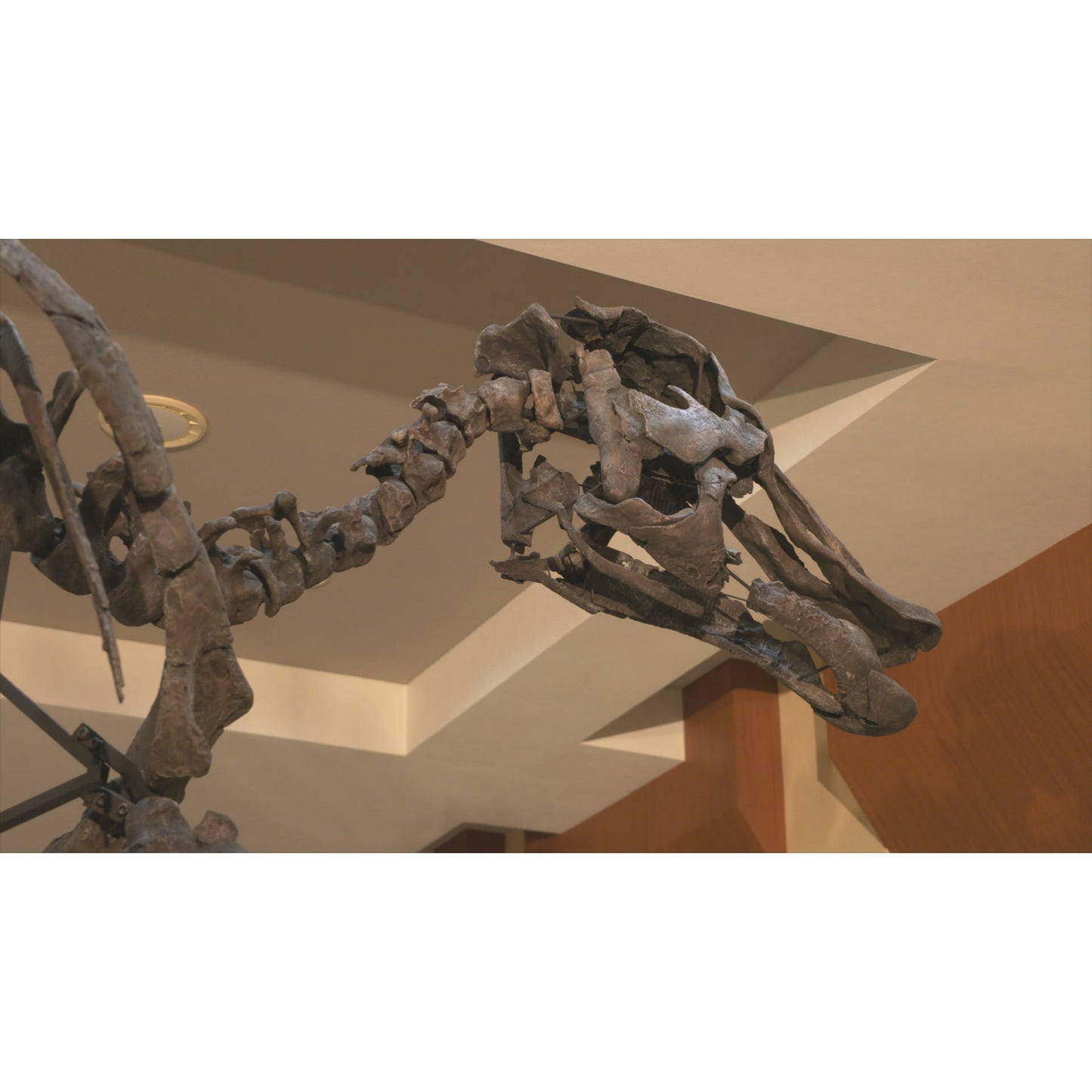 NHKスペシャル 恐竜超世界 in Japan DVD