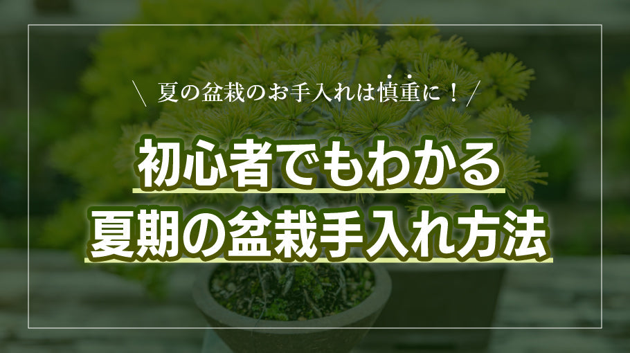 夏の盆栽のお手入れは慎重に！初心者でも分かる夏期の盆栽手入れ方法