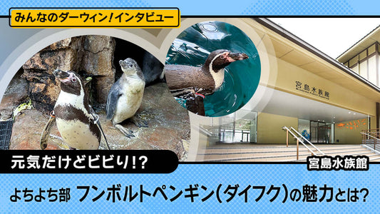 よちよち部フンボルトペンギン（ダイフク）の魅力とは？〜宮島水族館