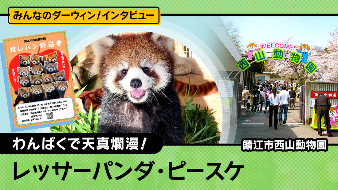 ふわもこ部レッサーパンダ（ピースケ）の魅力とは？〜鯖江市西山動物園