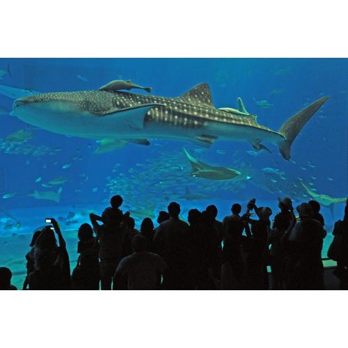 An Aquarium －水族館 － 沖縄美ら海水族館 DVD