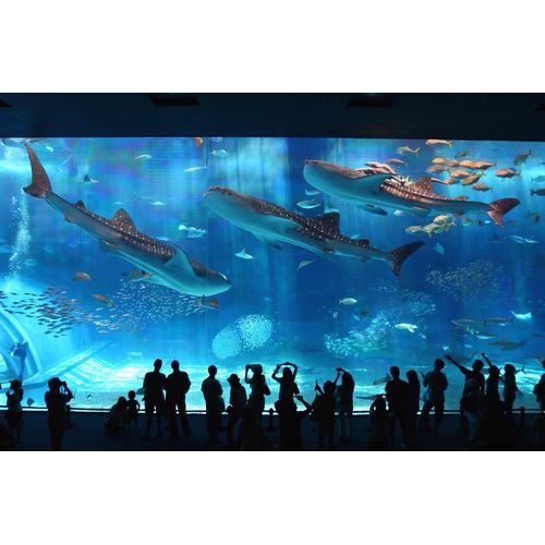 An Aquarium －水族館 － 沖縄美ら海水族館 DVD