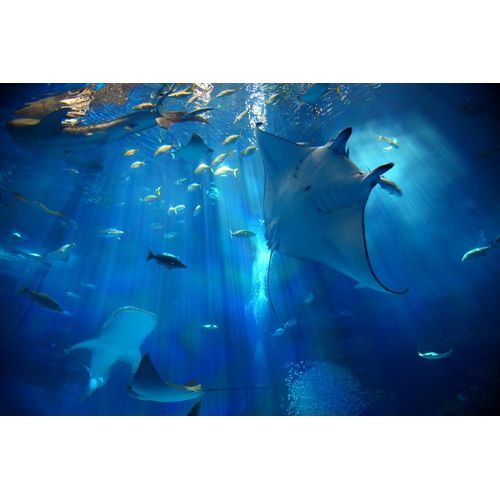 An Aquarium －水族館 － 沖縄美ら海水族館 DVD