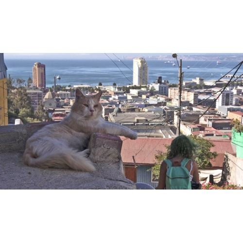 岩合光昭の世界ネコ歩き チリ ブルーレイ -NHKグループ公式通販 - NHKグループモール