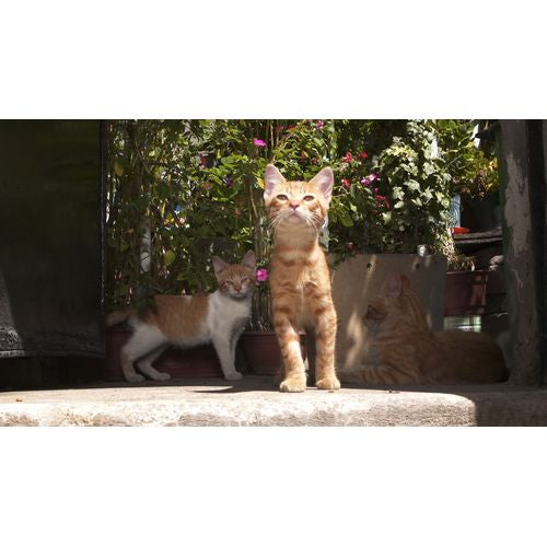 岩合光昭の世界ネコ歩き チリ ブルーレイ -NHKグループ公式通販 - NHKグループモール