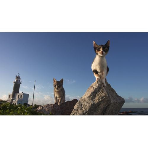 岩合光昭の世界ネコ歩き ウルグアイ ブルーレイ -NHKグループ公式通販 - NHKグループモール