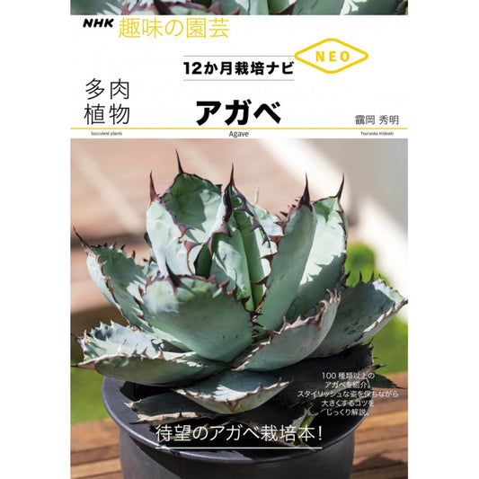 ＮＨＫ趣味の園芸　１２か月栽培ナビNEO　多肉植物　アガベ