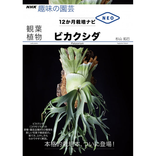 ＮＨＫ趣味の園芸　１２か月栽培ナビNEO　ビカクシダ